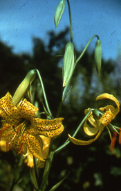 Lily Bulb - 'L. parryii hybrid'