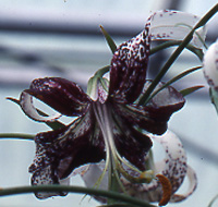 Lily Bulb - 'L. taliense 'McRae''