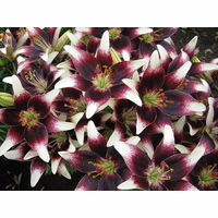 Lily Van Zyverden's Lily Tribal Kiss (Set of 4 Dormant Bulbs