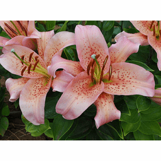 Mak Hybrid Lilies Spr 2024