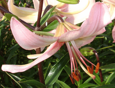 Pink 1c Asiatic