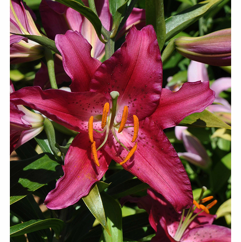 Pink-a-Boo - J. Mak Oriental Hybrid™