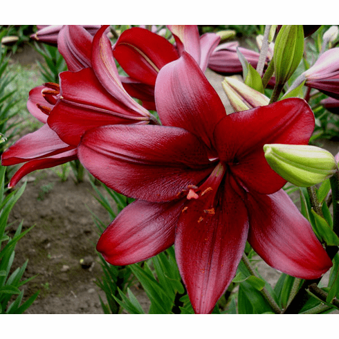 red lily