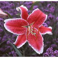 Star Fighter - Oriental Hybrid Lily
