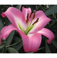 Lily Roselily 'Zeta' (Double Oriental Lily, Lilium, Lily Div VII)