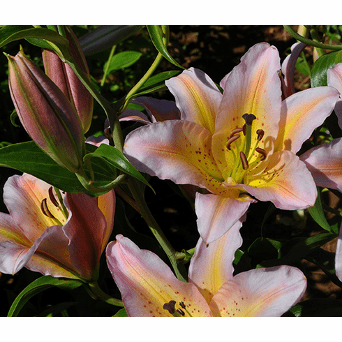 Blushing Peach - J. Mak Oriental Hybrid™