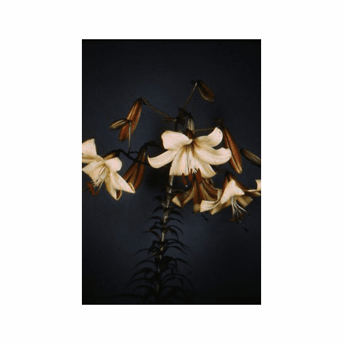 'Yearlow Bell' (Clone)