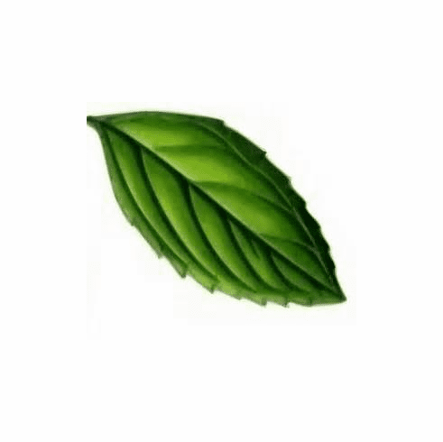BASIL GINGER AND MINT LIQUID CANDLE SCENT (1 OZ) 