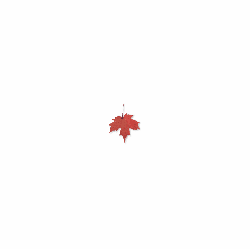 MAPLE LIQUID CANDLE SCENT  (1 OZ) * +