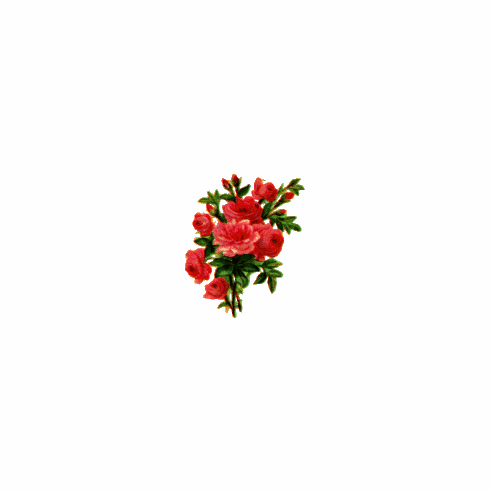ROSES, DOZEN LIQUID CANDLE SCENT  (1 OZ) * +