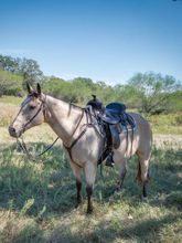 14" to 17" Circle Y Alabama Flex2 Trail Gaiter Saddle 1581