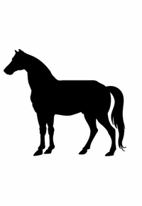 Saddle Fitting for Flat-Backed Horses