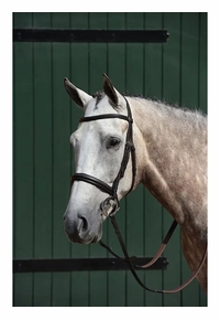 Weatherbeeta Essential Padded Raised Cavesson Bridle 1003088 CLEARANCE