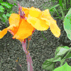 Canna sp. Orange / Orange Canna Canna sp. Orange / Orange Canna