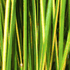Juncus effusus `Gold Strike' / Gold Strike Rush Juncus effusus `Gold Strike' / Gold Strike Rush