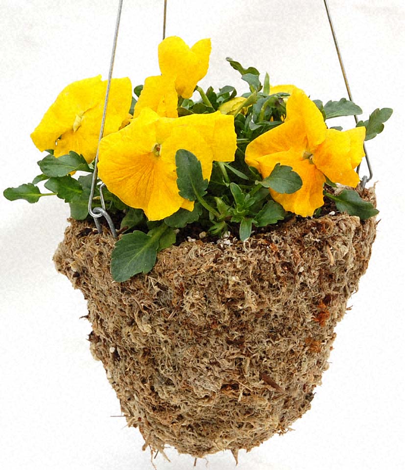 Sphagnum moss hanging basket 6" diameter