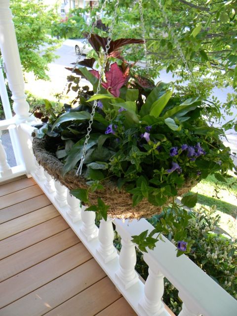 SPHAGNUM MOSS HANGING BASKETS