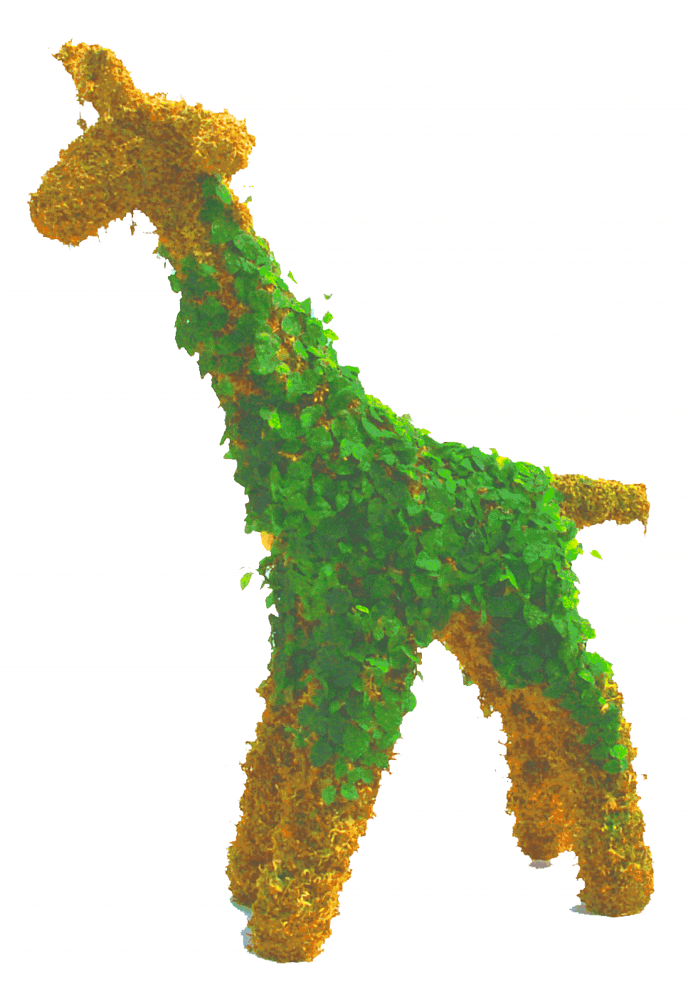 Topiary large giraffe