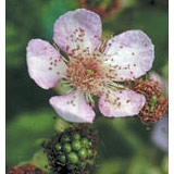 Blackberry Dropper, 1 oz, Flower Essence Services