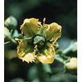 Rue Dropper, 1 oz, Flower Essence Services