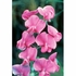 VitaCart Quick Buy - Sweet Pea Dropper, 0.25 oz, Flower Essence Services