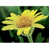 Arnica Dropper