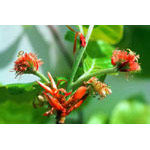 Beech Dropper, 1 oz, Flower Essence Services