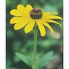 Black-Eyed Susan Dropper