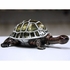 Brazilian Turtle Gilt Jewelry Gift Box with Fine Crystals