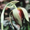 California Pitcher Plant Dropper