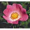 California Wild Rose Dropper