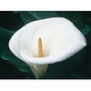 Calla Lily Dropper