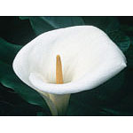 Calla Lily Dropper, 1 oz, Flower Essence Services