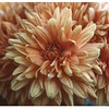 Chrysanthemum Dropper