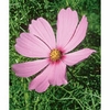 Cosmos Dropper