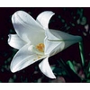 Easter Lily Dropper