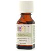 Essential Oil Cypress (cypressus sempervirens)
