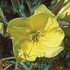 Evening Primrose Dropper