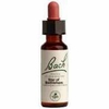 Flower Essence Star of Bethlehem