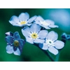 Forget-Me-Not Dropper