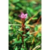 Gentian Dropper