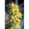 Goldenrod Dropper