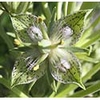 Green Cross Gentian Dropper