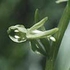 Green Rein Orchid Dropper