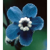 Hound's Tongue Dropper, 1 oz, Flower Essence Services