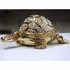 Long Live Turtle Gilt Jewelry Gift Box with Fine Crystals