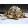 Long Live Turtle Gilt Jewelry Gift Box with Fine Crystals