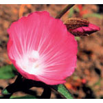 Mallow Dropper, 1 oz, Flower Essence Services