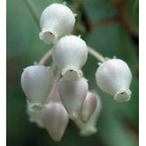 Manzanita Dropper, 1 oz, Flower Essence Services