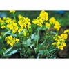 Mustard Dropper